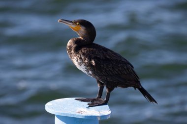 Metalik bir direğin üzerindeki bulanık arkaplanlı bir karabatağın yakın plan çekimi.