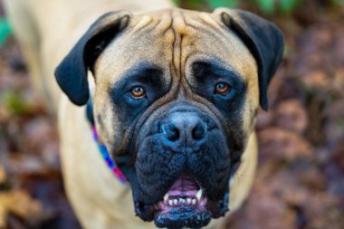 Kameraya bakan bir Bullmastiff 'un güzel bir yakın çekimi.