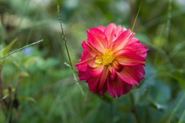 Bahçedeki Dahlia Pinnata çiçeğinin yakın çekimi.