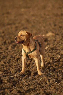 Labrador köpeğinin seçici odak noktası