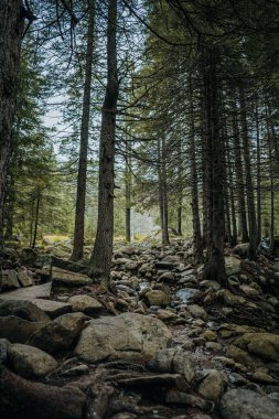 Ormandaki kayalarda yetişen uzun yeşil ağaçlar bulanık arka planda mavi gökyüzü