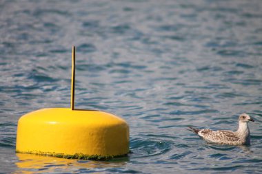 Küçük şirin gri bir martı, sakin bir denizde sarı bir şamandıranın yanında yüzüyor.