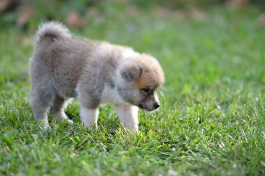 Yeşil çimlerin üzerinde sevimli bir Japon Akita yavrusu