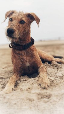 Lakeland Terrier 'in sahilde kumsalda otururken dikey yakın çekimi.