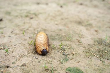 Asyalı bir palmiye bitinin kumdaki yakın çekimi.