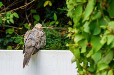 Gündüz vakti çeşitli ağaçlar ve bitkilerle parktaki beyaz duvara tünemiş bir kumrunun (Zenaida macroura) seçici odağı