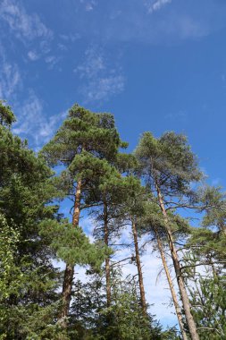 Bulutlu mavi gökyüzünün altındaki ormandaki yüksek yeşil ağaçların dikey görüntüsü.
