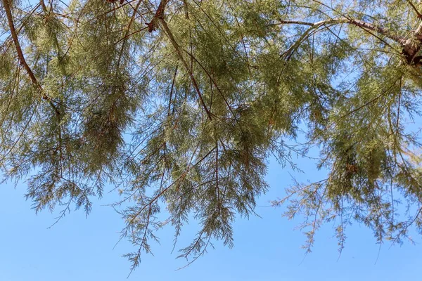 Una Vista Ramas Árboles Con Hojas Bajo Cielo Azul Claro — Foto de Stock