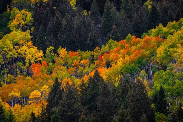 Τοπίο Πολύχρωμα Φυλλώματα Κίτρινα Και Πράσινα Δέντρα Στο Δάσος — Φωτογραφία Αρχείου