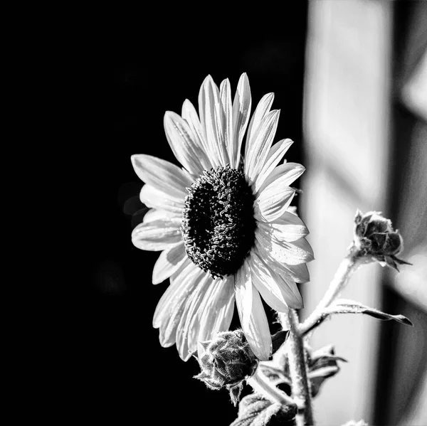Eine Graustufen Nahaufnahme Einer Gerbera Blume — Stockfoto
