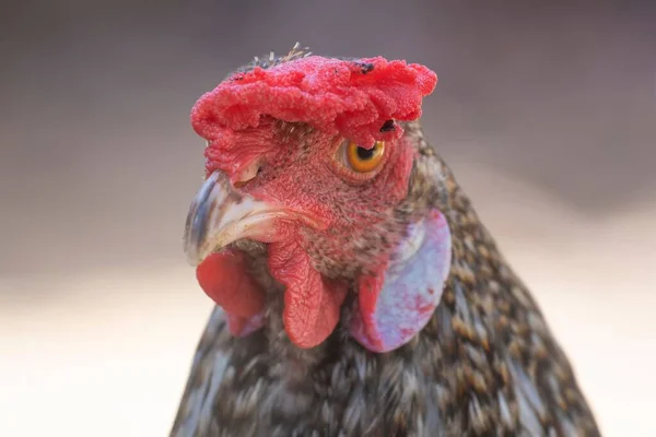 ぼやけている背景に隔離された鶏の赤い顔の閉鎖 — ストック写真