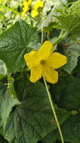 黄色の花とTendrilsを持つ小さなキュウリは 庭のベッドの上で閉じます キュウリの卵巣 庭の若いキュウリ — ストック写真