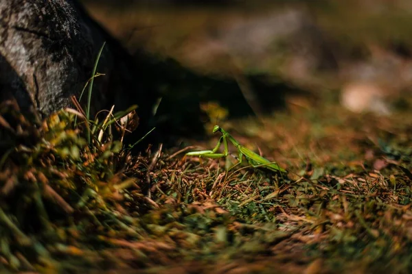 背景模糊的草坪上一只绿色螳螂的特写镜头 — 图库照片