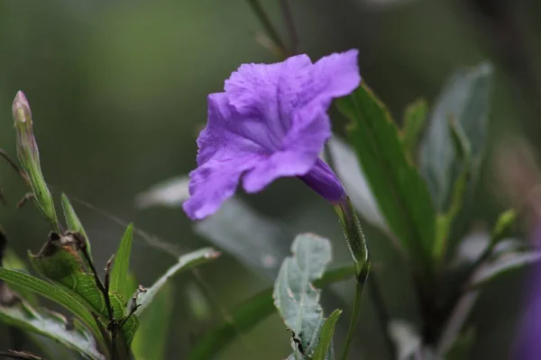 庭の紫色のペチュニアの花の選択的なクローズアップ — ストック写真