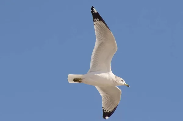 Closeup White Ring Billed Gull Larus Delawarensis Flying Blue Sky — Stock Photo, Image