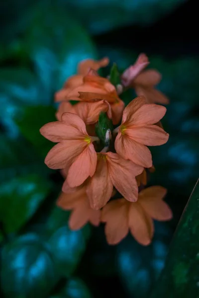 Ένα Όμορφο Πορτοκαλί Sherbert Firecracker Λουλούδι Crossandra Infundibuliformis Στην Κατσαρόλα — Φωτογραφία Αρχείου