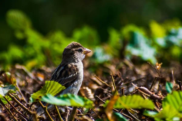 春に地面に真の雀のクローズアップショット — ストック写真