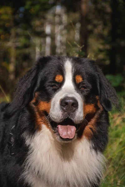 Een Verticaal Schot Van Een Berner Mountain Dog Het Bos — Stockfoto