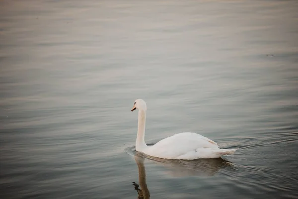 Белый Лебедь Плавает Воде Закате — стоковое фото