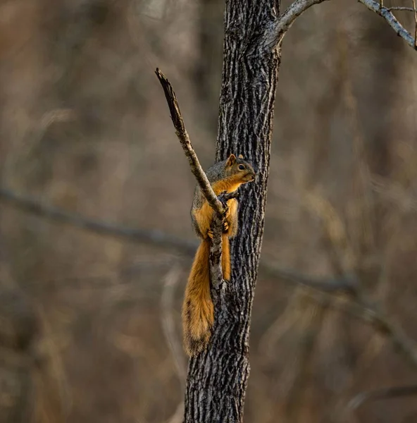 Nahaufnahme Eines Schönen Fuchshörnchens Das Auf Einem Ast Einem Wald — Stockfoto