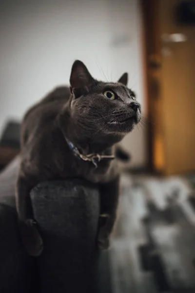 Graysih Black Cat Playing Couch Vertical Shot — Stock Photo, Image