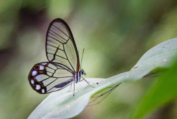 葉に透かし彫りの羽を持つ蝶 — ストック写真