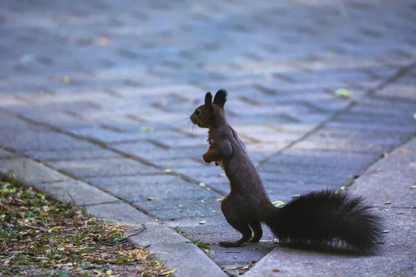 Ein Rotes Eichhörnchen Sciurus Vulgaris Steht Park — Stockfoto