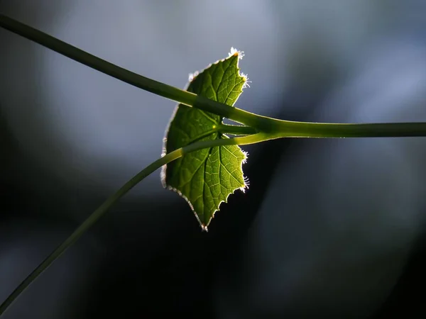 Ένα Κοντινό Πλάνο Ενός Πράσινου Φύλλου — Φωτογραφία Αρχείου