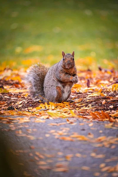 Pionowe Ujęcie Słodkiej Wiewiórki Parku Rozmytym Tle Słoneczny Jesienny Dzień — Zdjęcie stockowe