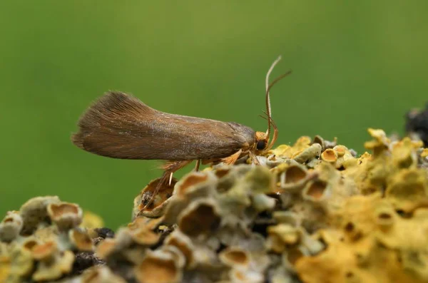 Closeup Shot Crassa Unitella Moth Plant — Stock Photo, Image