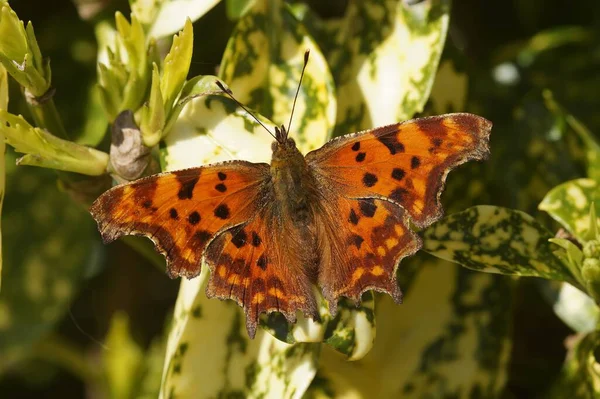 Natural Closeup Comma Butterfly Polygonia Album Sitting Spread Wings — Photo