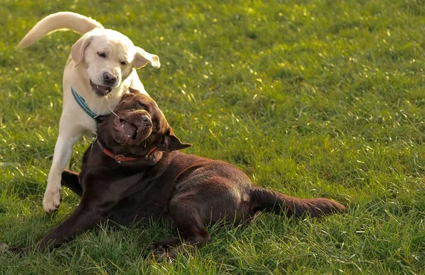 Zwei Niedliche Labrador Hunde Spielen Auf Gras — Stockfoto
