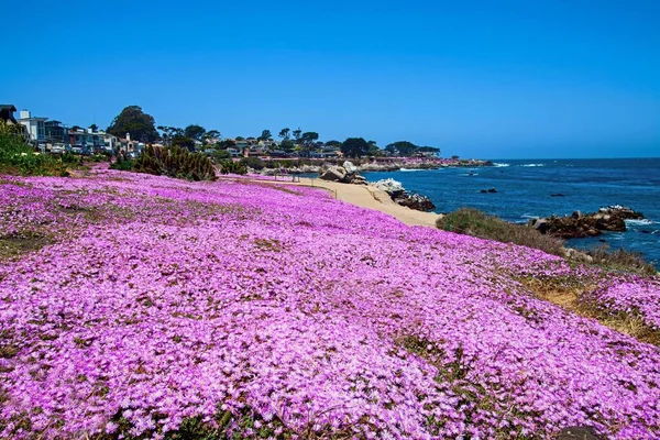 stock image The beautiful purple field of Drosanthemum flowering plants in the Lovers point and beach in Monterey