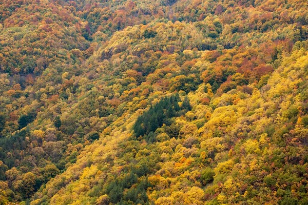 Vacker Utsikt Över Färgglada Höstträden Skog — Stockfoto