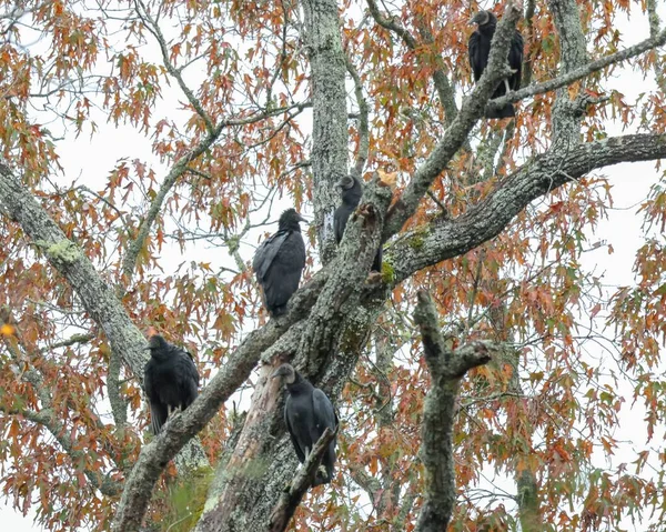 木の枝に黒いハゲタカの群生 — ストック写真
