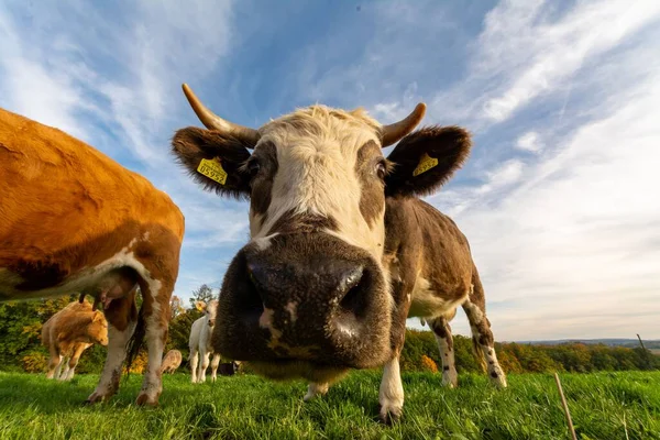 Close Vacas Campo Vegetação — Fotografia de Stock