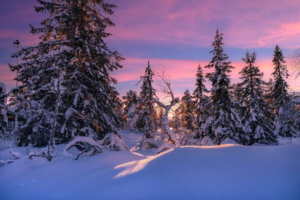 A beautiful scenery of pine trees covered with the snow against epic sky color at sunset