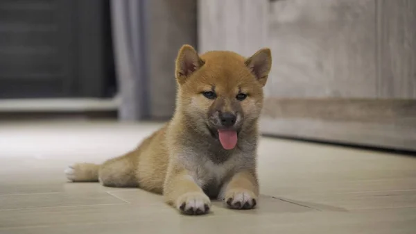 彼の舌を示す部屋で美しい遊び心のあるふわふわ柴犬子犬 — ストック写真