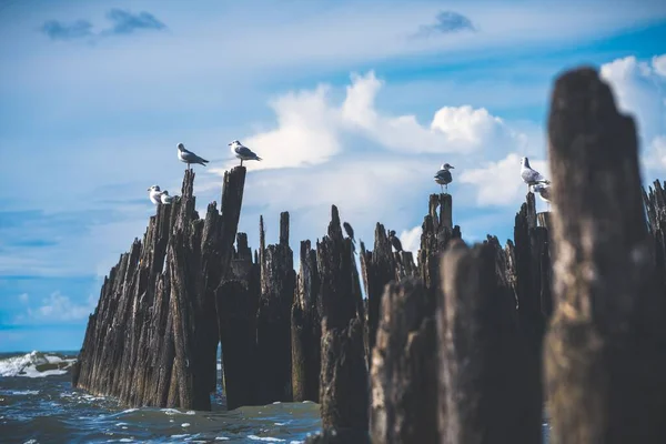 Tahta Deniz Duvarlarına Konmuş Güzel Bir Martı Görüntüsü — Stok fotoğraf
