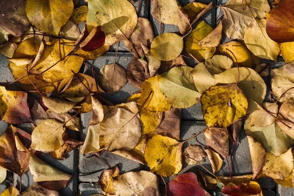 Top View Dry Fallen Yellow Leaves Rock Autumn — Stock Photo, Image
