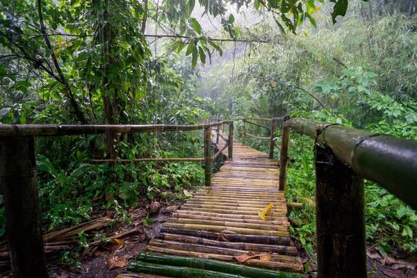 필리핀의 비오는 밀림에서 대나무 다리의 아름다운 — 스톡 사진