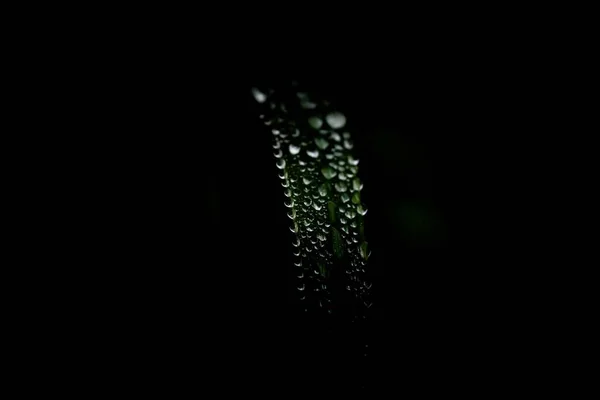 在黑色背景下的绿叶上的水滴的宏观照片 — 图库照片