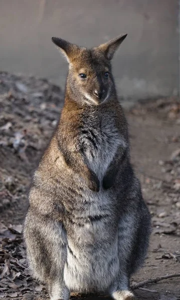 Eine Vertikale Nahaufnahme Eines Rothalsigen Wallabys Freien Mit Dunklem Hintergrund — Stockfoto