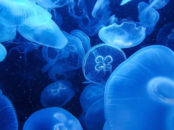 Beautiful View Moon Jellyfish Underwater Background Wallpaper Use — Stock Photo, Image
