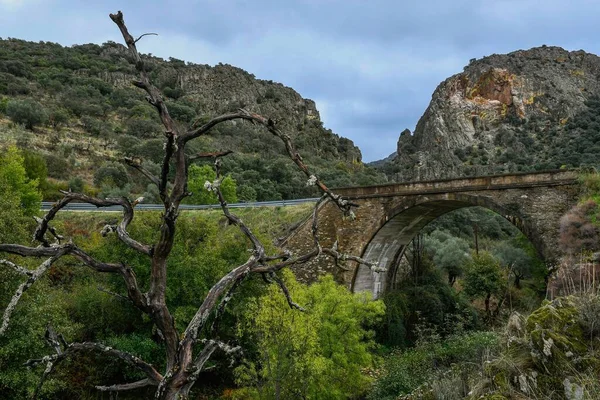Yoğun Ağaçlarla Çevrili Bir Köprü Manzarası — Stok fotoğraf