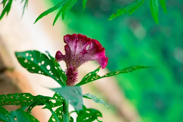 Detailní Záběr Chocholatého Kohouta Hřeben Květ Zelenými Listy Otvory Izolovaném — Stock fotografie