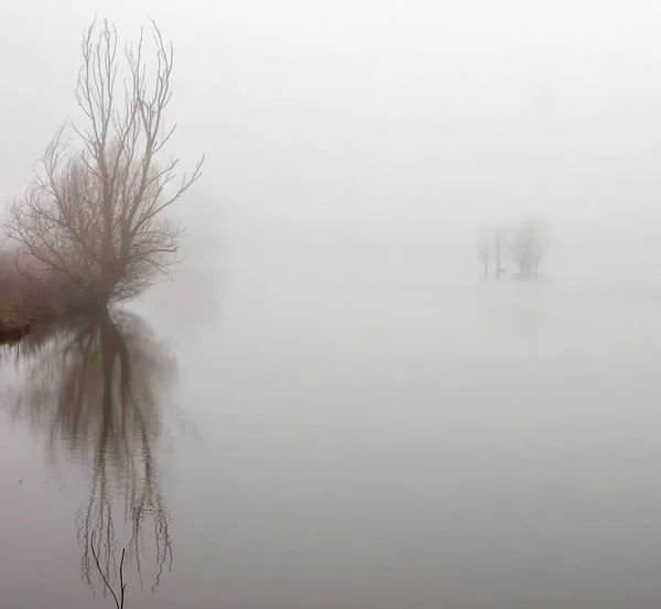 Ландшафт Озера Оточеного Деревами Вкритими Туманом Похмурий День — стокове фото