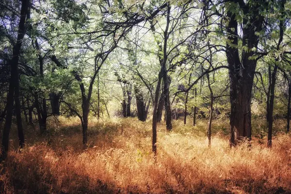晴れた日の森の魔法のショット — ストック写真