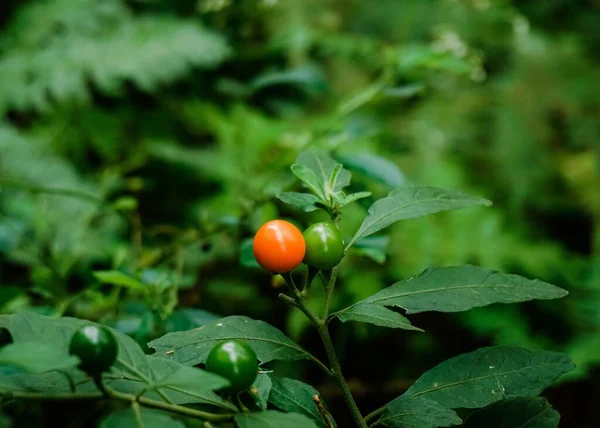 緑の植物に囲まれた森の中の明るいオレンジベリーの閉鎖 — ストック写真