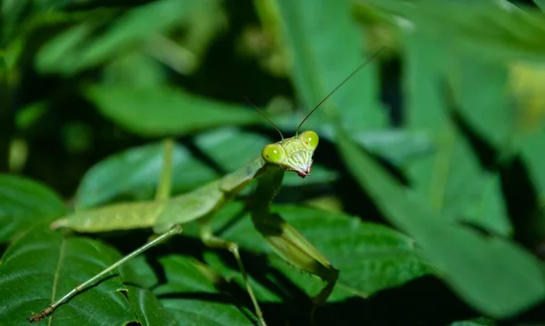 Close Shot Praying Mantis Sitting Green Leaf — Stock Photo, Image